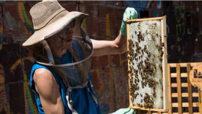 A beekeeper from Hives for Humanity lifts up a section of a hive to check on the bees. They are wearing a big hat and protective gear.